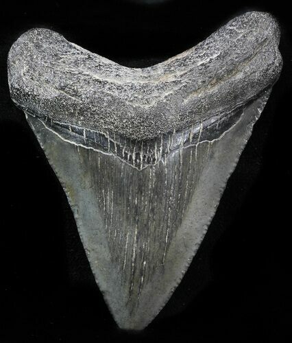 Megalodon Tooth - Georgia #32877